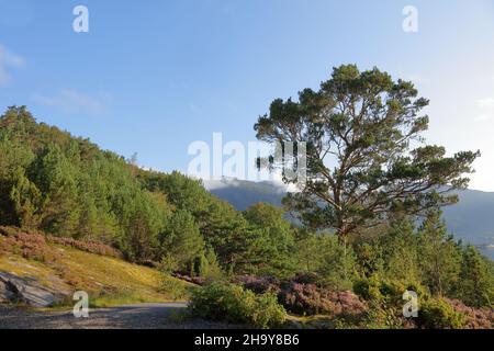 Norwegen - Landschaft bei Nordrevik und Vadheim / Norwegen - Landschaft bei Nordrevik und Vadheim / Stockfoto