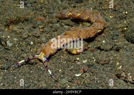 Nacktschnecke mit blauem Drachen, Pteraeolidia semperi, Schlangen-Fadenschnecke, Nacktschnecke Stockfoto