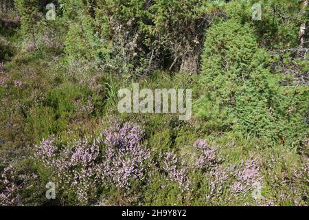 Norwegen - Landschaft bei Nordrevik und Vadheim / Norwegen - Landschaft bei Nordrevik und Vadheim / Stockfoto