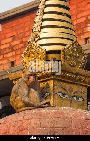 Ein Rhesus-Makak auf einem buddhistischen Stupa im Swayambhunath-Tempelkomplex in Kathmandu, Nepal. Stockfoto