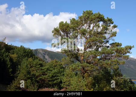 Norwegen - Landschaft bei Nordrevik und Vadheim / Norwegen - Landschaft bei Nordrevik und Vadheim / Stockfoto