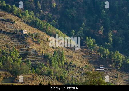 Reisterrassen und traditionelle Bauernhäuser auf dem steilen Hang unterhalb des Himalaya-Vorgebirges Dhampus, Nepal. Stockfoto