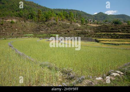 Reispaddies in Terrassen an den Hängen unterhalb des Himalaya-Vorgebirgsdorfes Dhampus, Nepal. Stockfoto