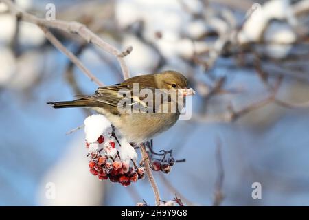 Ein kleiner, dumpiger Fink mit einem starken, spitzen Schnabel. In diesem kalten Winter füttern die Vögel mit Drosseln und Wachsflügeln auf Ebereschen im zentralen Warring. Stockfoto