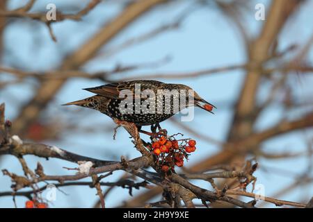 Stare sind gesellige Arten, die vor allem im Winter in großen Scharen vorkommen. Die Bewegungen dieser Herden werden Murmeln genannt. Stockfoto