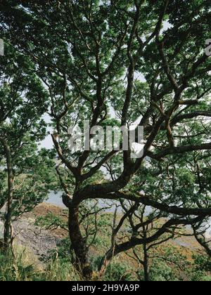 Die Sommerblätter und Zweige einer mit Flechten bedeckten Eiche an der Westküste der Isle of Mull, Schottland, Großbritannien - dendritische Zweige Laub Stockfoto