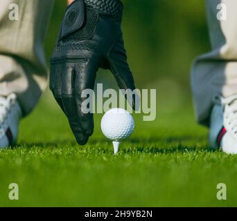Hand in einem schwarzen Lederhandschuh, der einen Golfball auf einem hölzernen T-Shirt in der Mitte eines Golfplatzes platziert. Golfball am T-Shirt bereit zum Schuss. Nahaufnahme. Hochwertige Fotos Stockfoto