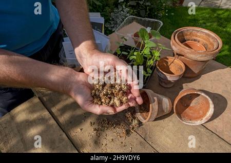 Nahaufnahme eines Mannes, der getrocknete Ringelblumenkerne im Herbst in der Hand hält England Vereinigtes Königreich GB Großbritannien Stockfoto