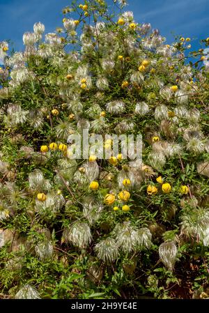 Nahaufnahme von gelben Clematis tangutica-Blüten und blühenden Saatköpfen, die im Sommer in England Großbritannien an einer Wand im Garten wachsen Stockfoto