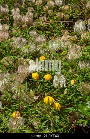 Nahaufnahme von gelben Clematis tangutica-Blüten und blühenden Saatköpfen, die im Sommer in England Großbritannien an einer Wand im Garten wachsen Stockfoto