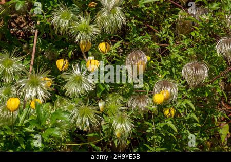 Nahaufnahme von gelben Clematis tangutica-Blüten und Saatköpfen, die im Sommer an einer Wand im Garten wachsen England Großbritannien Stockfoto