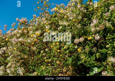 Gelbe Clematis tangutica Blumen und Sämeköpfe blühen an einer Wand im Garten im Sommer England Vereinigtes Königreich Großbritannien Stockfoto