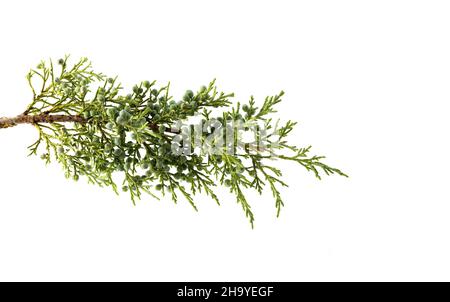 Juniperus thurifera Pflanze, gewöhnlicher Name Spanischer Wacholder, Weihrauchwacholder, Studioaufnahme, weißer Hintergrund Stockfoto