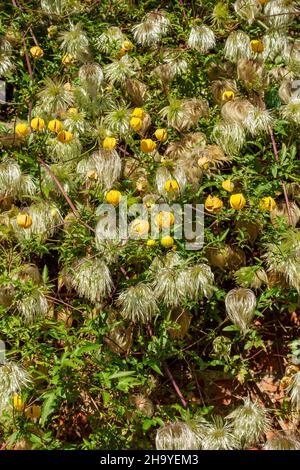 Nahaufnahme von gelben Clematis tangutica-Blüten und blühenden Saatköpfen, die im Sommer in England Großbritannien an einer Wand im Garten wachsen Stockfoto