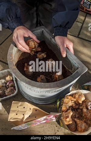 Nahaufnahme des Menschen Gärtner Person Pflanzen Frühlingszwiebeln in einem Pflanztopf Container im Herbst England Vereinigtes Königreich GB Großbritannien Stockfoto