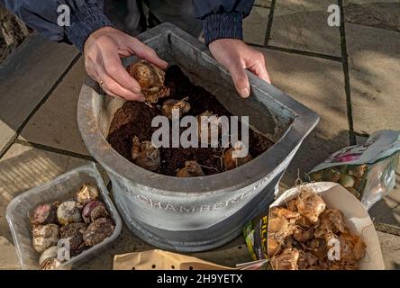 Nahaufnahme eines Gärtner-Mannes, der Zwiebellasagne von Frühlingszwiebeln in einem Pflanztopf im Herbst England Großbritannien Großbritannien Großbritannien Großbritannien Großbritannien Großbritannien Großbritannien Großbritannien Großbritannien Großbritannien Großbritannien Großbritannien Großbritannien Großbritannien Großbritannien Großbritannien Großbritannien Großbritannien Großbritannien Großbritannien Großbritannien Großbritannien Großbritannien Stockfoto