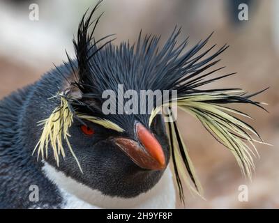 Moseleys Rockhopper-Pinguin, Eudyptes moseleyi, eine Rarität auf den Falkland-Inseln Stockfoto