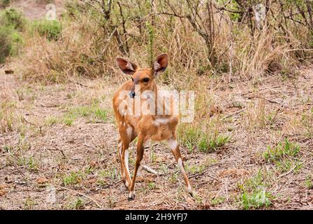 Der Buschbock, Tragelaphus scriptus, ist eine weit verbreitete Antilopenart im südlichen Afrika Stockfoto