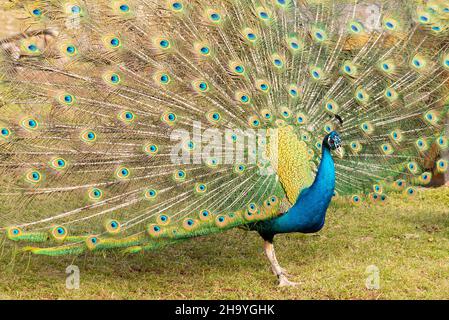 Blick auf den indischen Pfauenhuhn (Pavo cristatus) mit offenem Schwanz auf dem Gras Stockfoto
