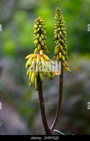 Aloiampelos striatula, Aloe striatula, robuste Aloe, gestreifte Aloe, robuste Sukkulente, Suvvulenten, leuchtend gelbe Blume, gelbe Aloe-Blüten, gelb Stockfoto