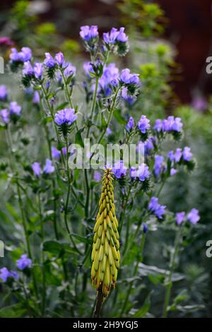 Aloiampelos striatula, Aloe striatula, echiumblaue Bettdecke, robuste Aloe, gestreifte Aloe, robuste Sukkulente, Suvvulenten, leuchtend gelbe Blume, gelb Stockfoto