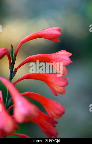 Watsonia beatricis, Watsonia pillansii, Beatrice watsonia, Seerose, rote Orange, Blume, Blumen, Dornen, Stacheln, mehrjährig, RM Floral Stockfoto