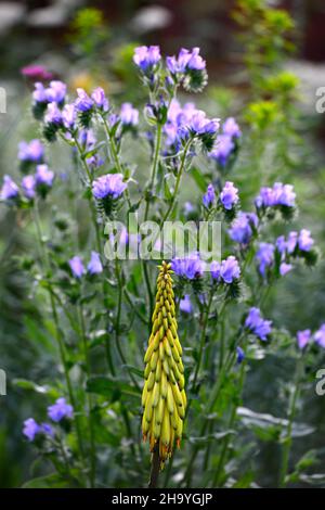 Aloiampelos striatula, Aloe striatula, echiumblaue Bettdecke, robuste Aloe, gestreifte Aloe, robuste Sukkulente, Suvvulenten, leuchtend gelbe Blume, gelb Stockfoto