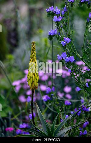 Aloiampelos striatula, Aloe striatula, echiumblaue Bettdecke, robuste Aloe, gestreifte Aloe, robuste Sukkulente, Suvvulenten, leuchtend gelbe Blume, gelb Stockfoto