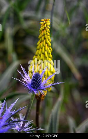 Aloiampelos striatula, Aloe striatula, Eryngium X Zabelii Big Blue, Seeteufelie, blaue Blüten, robuste Aloe, gestreifte Aloe, robuste Sukkulente, Suvvvule Stockfoto