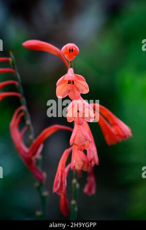 Watsonia beatricis, Watsonia pillansii, Beatrice watsonia, Seerose, rote Orange, Blume, Blumen, Dornen, Stacheln, mehrjährig, RM Floral Stockfoto