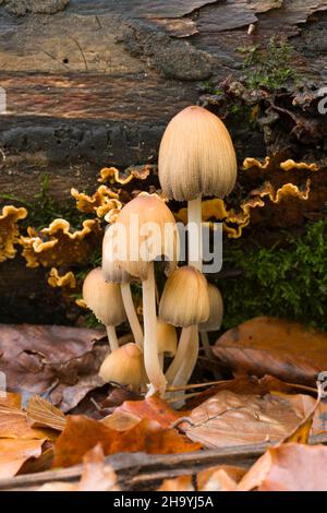 Eine Gruppe von glitzernden Inkcap-Pilzen (Coprinellus micaceus) auf dem Boden eines Laubwaldes bei Goblin Combe, North Somerset, England. Stockfoto