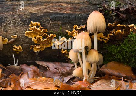 Eine Gruppe von glitzernden Inkcap-Pilzen (Coprinellus micaceus) auf dem Boden eines Laubwaldes bei Goblin Combe, North Somerset, England. Stockfoto