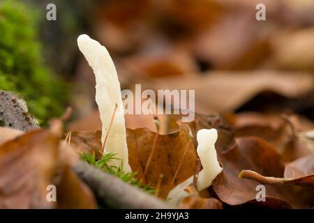 Faltenpilz (Clavulina rugosa) im Blattstreu eines Buchenwaldes in Goblin Combe, North Somerset, England. Stockfoto