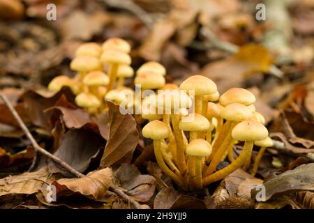 Schwefeltuft (Hypholoma fasciculare) im Laubstreu eines Buchenwaldes bei Goblin Combe, North Somerset, England. Stockfoto