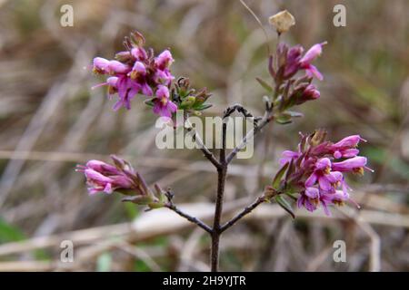 Odontites vulgaris, Odontites serotina, Orobanchaceae. Wilde Pflanze, im Herbst geschossen. Stockfoto