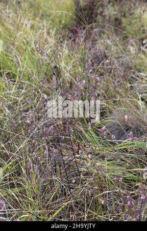 Odontites vulgaris, Odontites serotina, Orobanchaceae. Wilde Pflanze, im Herbst geschossen. Stockfoto