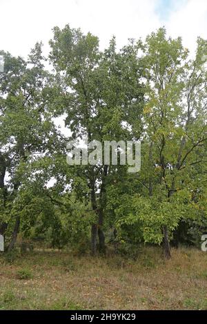 Quercus cerris, Puteneiche, Fagaceae. Wilde Pflanze, im Herbst geschossen. Stockfoto