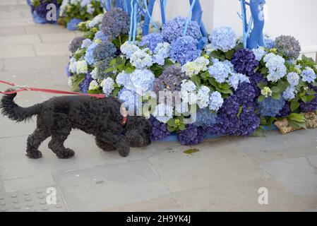 Ein Hund schnuppert während der jährlichen Blumenkunstausstellung in Chelsea in Bloom in der Kings Road eine Blumenschau und eine Blumendusche in den Geschäften und Straßen von Chelsea Stockfoto