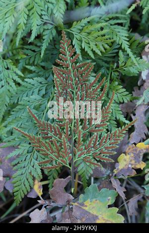 Asplenium adiantum-nigrum, Aspleniaceae. Wilde Pflanze, im Herbst geschossen. Stockfoto