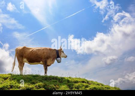 Kuh auf einem Hügel am Hochgrat, einem Gipfel in den alpen bei Oberstaufen im Allgäu, Bayern, Deutschland. Stockfoto