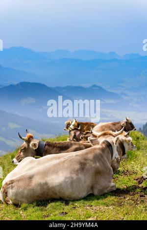 Kühe ruhen auf einer Alp am Hochgrat, einem Gipfel in den alpen bei Oberstaufen im Allgäu, Bayern, Deutschland. Stockfoto