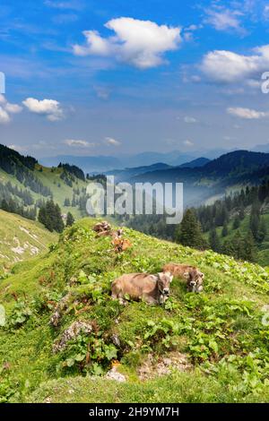 Kühe ruhen auf einer Alp am Hochgrat, einem Gipfel in den alpen bei Oberstaufen im Allgäu, Bayern, Deutschland. Stockfoto