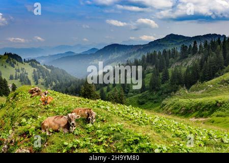 Kühe ruhen auf einer Alp am Hochgrat, einem Gipfel in den alpen bei Oberstaufen im Allgäu, Bayern, Deutschland. Stockfoto