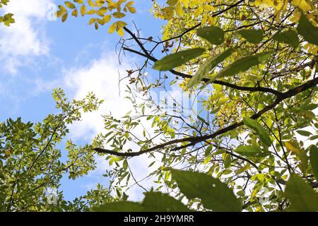 Castanea sativa, Edelkastanie, spanische Kastanie, Fagaceae. Wilde Pflanze, im Herbst geschossen. Stockfoto