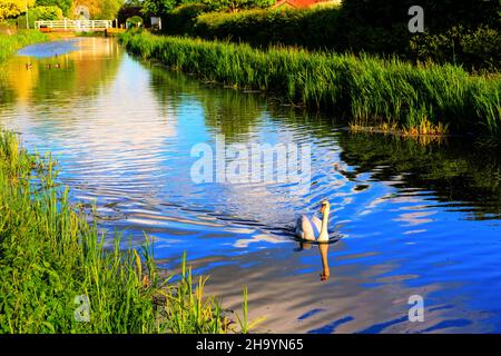 Schwan anmutig schwimmen auf Kanal von Schilf mit Wellen Somerset England Stockfoto