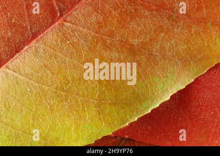 Makrohintergrund von Blättern der Rotspitzen-Photinien (Photinia x fraseri) Stockfoto