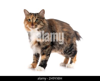 Junge Kurilian Bobtail vor weißem Hintergrund Stockfoto