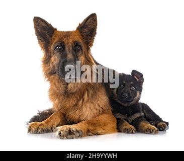 Welpen deutscher Schäferhund und Erwachsener vor weißem Hintergrund Stockfoto