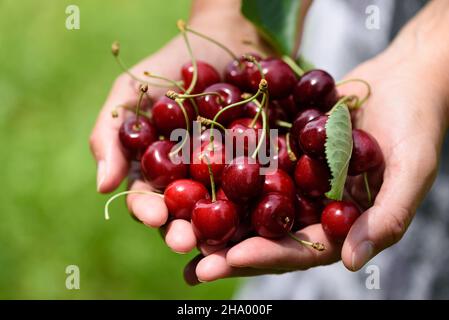 Frauenhände, die frisch gepflückte Kirschen halten Stockfoto