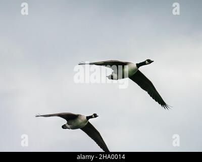 Kanadagänse fliegen über Ambleside, Lake District, Großbritannien. Stockfoto